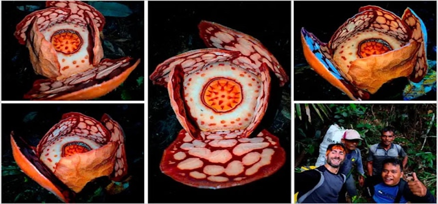 Kontroversi Oxford Peneliti Lokal RI Hilang dari Narasi Temuan Rafflesia