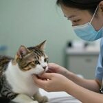 Digitalisasi Pet Care Bersama SobatPaws untuk Bisnis yang Lebih Maju